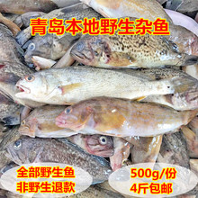 包邮 中通 海杂鱼海鲜海鲜小杂鱼新鲜海鲜杂鱼野生杂鱼新鲜4斤