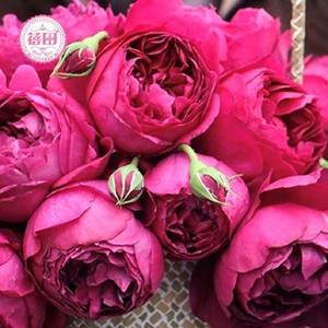 秋日胭脂月季品牌店铺