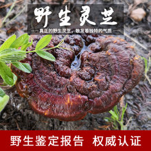 整支灵芝野生纯天然深山赤灵芝特级200g非长白山灵芝正品赤芝林芝
