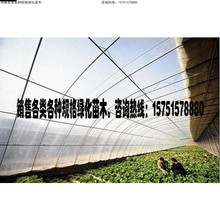 白色地膜白地膜农用薄膜工地铺地农膜透明铺地种菜地膜种菜保温膜