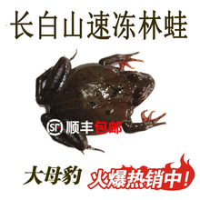 长白山速冻活林蛙东北林蛙活体新鲜活蛤蟆雪蛤顺丰直销送礼母豹子