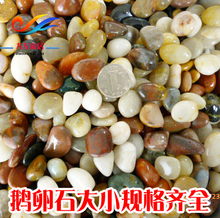 石子 高抛光鹅卵石 雨花石 小五彩石头 彩沙 装饰园林石 水培石头