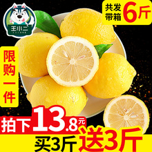 【买1送1】四川安岳黄柠檬6斤10新鲜皮薄柃檬香水包邮当季5整带箱