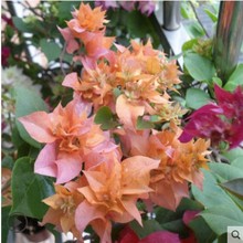 三角梅盆栽【千百度】花卉花苗重瓣大苗三角梅盆景攀援植物