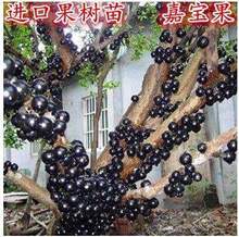 果树苗 当年结果 盆栽 台湾树葡萄嘉宝果 葡萄苗葡萄树苗