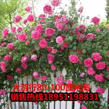 大游型龙沙宝石花苗爬藤蔷薇苗玫瑰花苗月季花 藤本月季