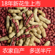 小籽特大高产 红皮花生米生花生带壳生种子新鲜农家红衣新货5斤装
