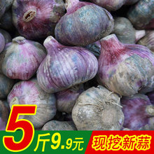5斤紫皮大蒜山东批发2018新鲜大蒜头鲜蒜现挖低价云南10糖醋胜干