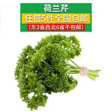 包邮 蕃茜洋芫荽 新鲜蔬菜 任搭5份 新鲜荷镭记500克 法香芹