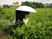 包邮 茉莉花伞摘花伞采茶伞户外野外工作钓鱼遮阳防雨防紫外线伞