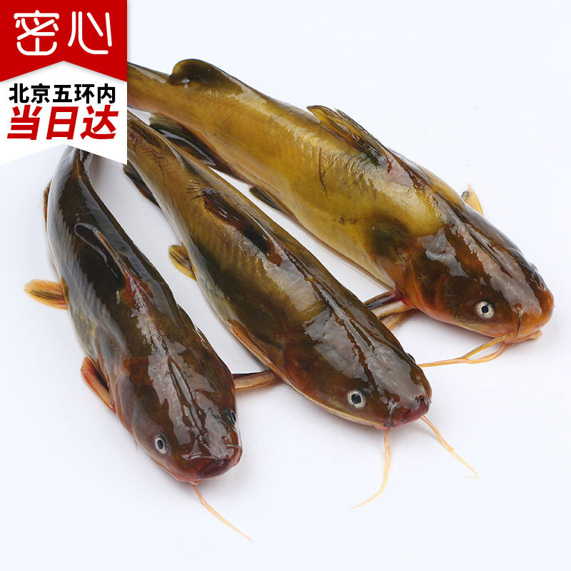 嘎鱼是什么鱼,20是什么意思,嘎鱼清蒸好吃吗_大山谷图库