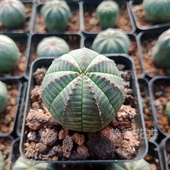静香花卉【布纹球】自根大戟科仙人球无刺多肉植物趣味一物一拍