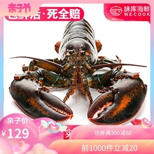 波士顿龙虾鲜活大龙虾特大波龙奥龙海鲜水产活体鲜活澳洲龙虾1斤