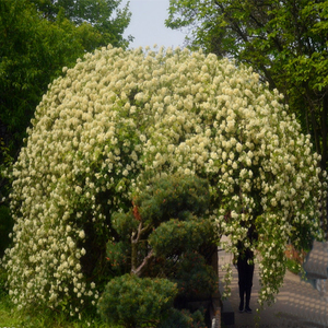 十里香花 盆栽植物 浓香品牌店铺