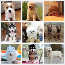纯种金毛幼犬博美泰迪狗哈士奇萨摩耶比熊拉布拉多幼犬活体宠物狗