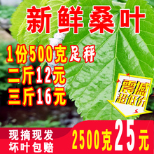 包邮 蚕宝宝饲料鲜嫩小蚕大蚕桑叶当天现摘500克1斤桑树叶 新鲜桑叶