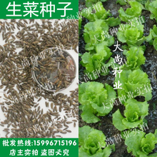 四季种菜易 营养蔬菜 莴仔菜 生菜种子批发 鹅仔菜 叶用莴苣 散装