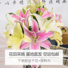 包邮 云南香水百合花单品鲜花家庭用花束新鲜基地直发同城速递空运