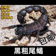 蝎子活体宠物 2cm左右 包邮 奇蛛异宠 黑粗尾蝎子2L幼体1.5