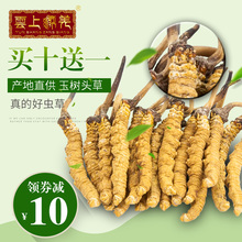 云上藏羌青海玉树野生冬虫夏草 1克5根 5根/g正品虫草干虫草