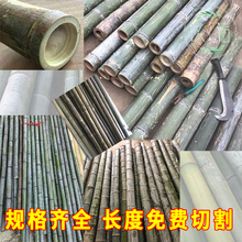 潢装 修吊顶装 粗竹竿毛竹竿批发菜园搭架园艺护栏户外竹子隔断装