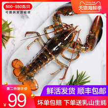 波士顿龙虾鲜活大龙虾特大波龙奥龙海鲜水产活体鲜活澳洲进口龙虾