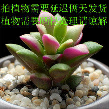 多肉植物肉植物多肉组合盆栽绿植花卉01 蓝苹果 卡日松 苹香园
