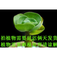 金钱木 露娜莲多肉植物01 苹香园