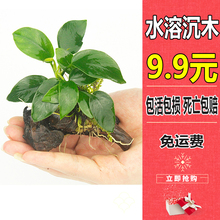 水溶水草 懒人水草鱼缸水草造景淡水水溶沉木绑小水榕真水草活体