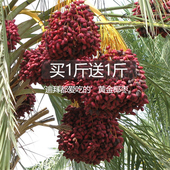 【买1斤送1斤】伊拉克特产黄金椰枣特级蜜枣5斤装迪拜阿联酋干果