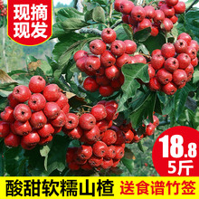 现摘现发大山楂果农家鲜山楂水果特级1天然红果2 新鲜山楂果5斤装