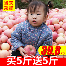 包邮 当季应季陕西红富士整箱10斤批发冰糖心丑苹果 苹果水果新鲜