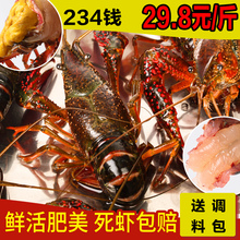 包邮 龙虾鲜活活体新鲜批发海鲜水产234钱送调 贡果丽清水小龙虾5斤