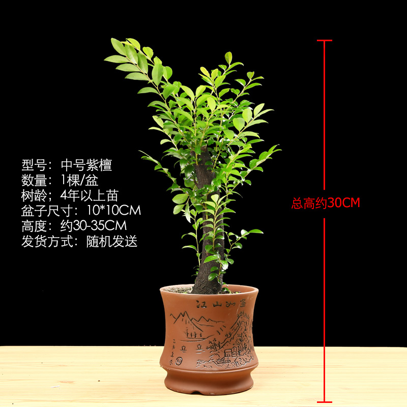 小叶紫檀盆景造型老树桩景苗花卉绿植室内耐寒植物黑骨茶桌面盆栽