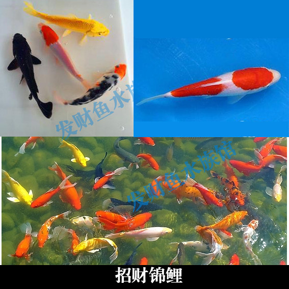 紫锦鱼,锦鱼,锦鲤鱼_大山谷图库