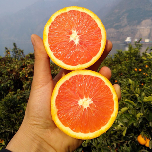 【特价】新鲜水果秭归红肉脐橙5斤红心橙子血
