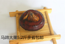 现货5斤装蔬菜特产大果马蹄新鲜荸荠水果地梨多省包邮