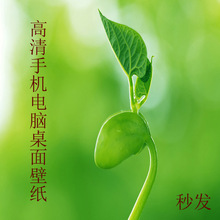 手机电脑桌面壁纸秒发秒评自动发货高清草甸绿色图片素材1元 新款