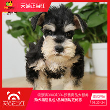 宠爱天下079 黑银色迷你雪纳瑞梗犬幼犬活体纯种犬宠物狗狗