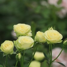 室内阳台庭院观花植物花卉盆栽四季开花多头耐热 欧月奶油龙沙