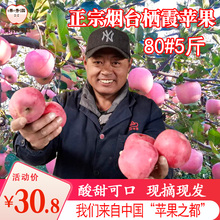 包邮 新鲜山东烟台苹果红富士苹果水果孕妇水果平果80果5斤装