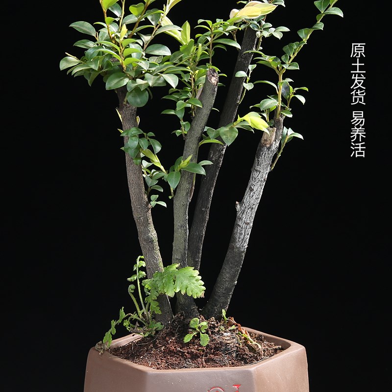 小叶紫檀盆景造型老树桩景苗花卉绿植室内耐寒植物黑骨茶桌面盆栽