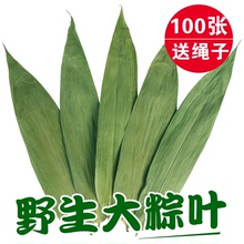 大粽子叶新鲜箬叶粽叶干粽子叶100张竹棕叶 干粽叶包粽子