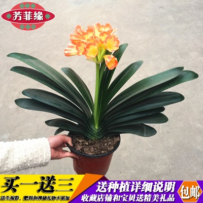 蝴蝶兰客厅价格