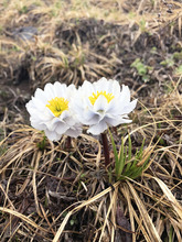 新疆高山淡紫金莲花原生态无熏硫无染色金莲花散装 花茶特产花草茶
