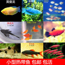 小型热带鱼观赏鱼活体斑马鱼红箭彩群鱼曼龙鱼清道夫鼠鱼米奇活鱼