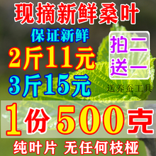 乌龟食物纯天然农家自种 包邮 现摘嫩桑叶小蚕卵 桑叶新鲜蚕宝宝