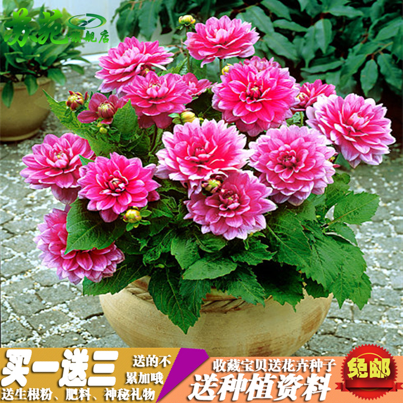 球根新品 球根价格 球根包邮 品牌 淘宝海外 球根新品 球根价格 球根包邮 品牌 淘宝海外