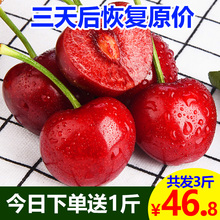 包邮 5山东大红灯应季10国产车厘子3斤现摘 预售烟台大樱桃新鲜水果