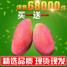 包邮 热带批发整箱10斤果 海南三亚新鲜芒果当季超甜水果大中贵妃芒